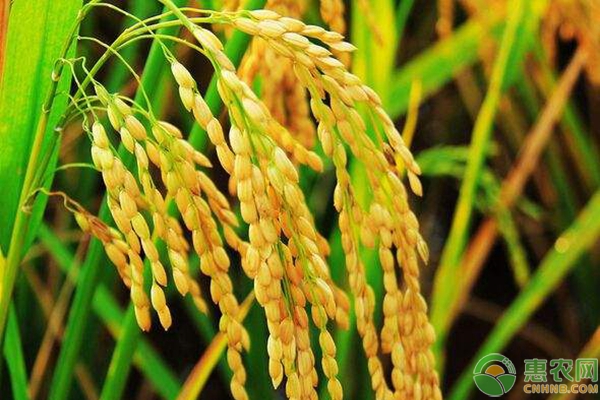 为什么水稻能种在水里的